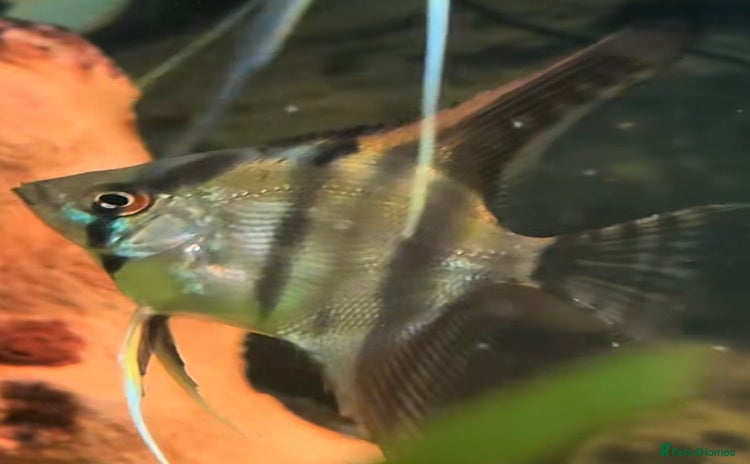 Angelfish fish - Advert 2