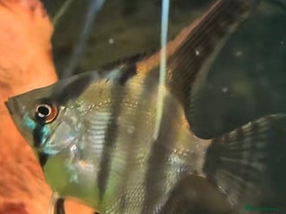 Angelfish fish - Advert 18