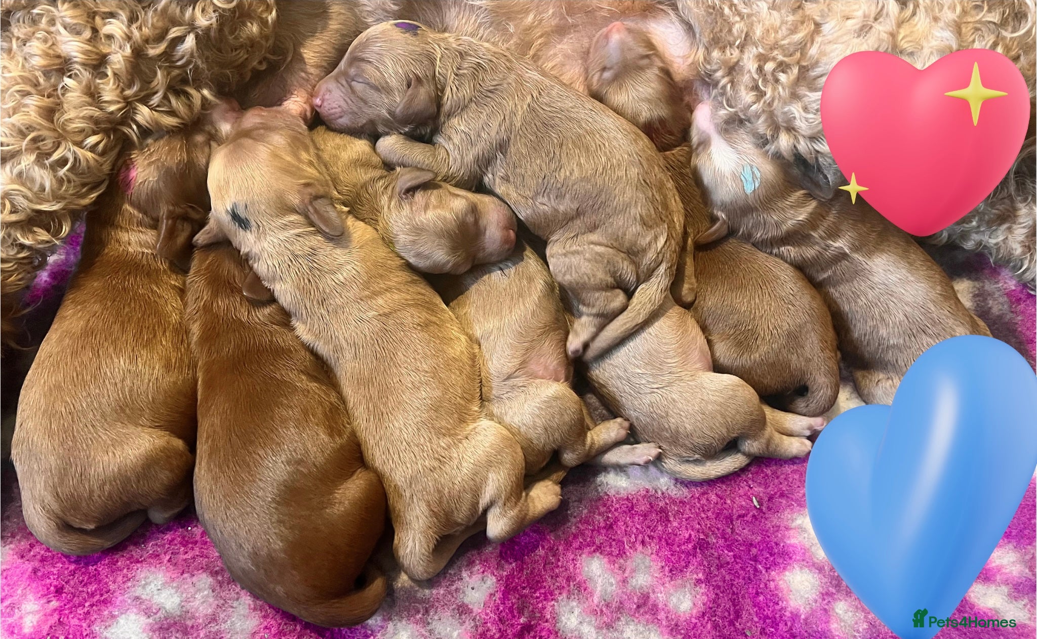 Australian Labradoodle dogs Tiny Tails,Big♥️Australian labradoodle - Advert 1