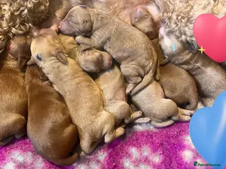 Australian Labradoodle dogs Tiny Tails,Big♥️Australian labradoodle - Advert 1