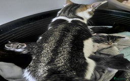 Mixed Breed cats for sale: Beautiful kittens - Image 1