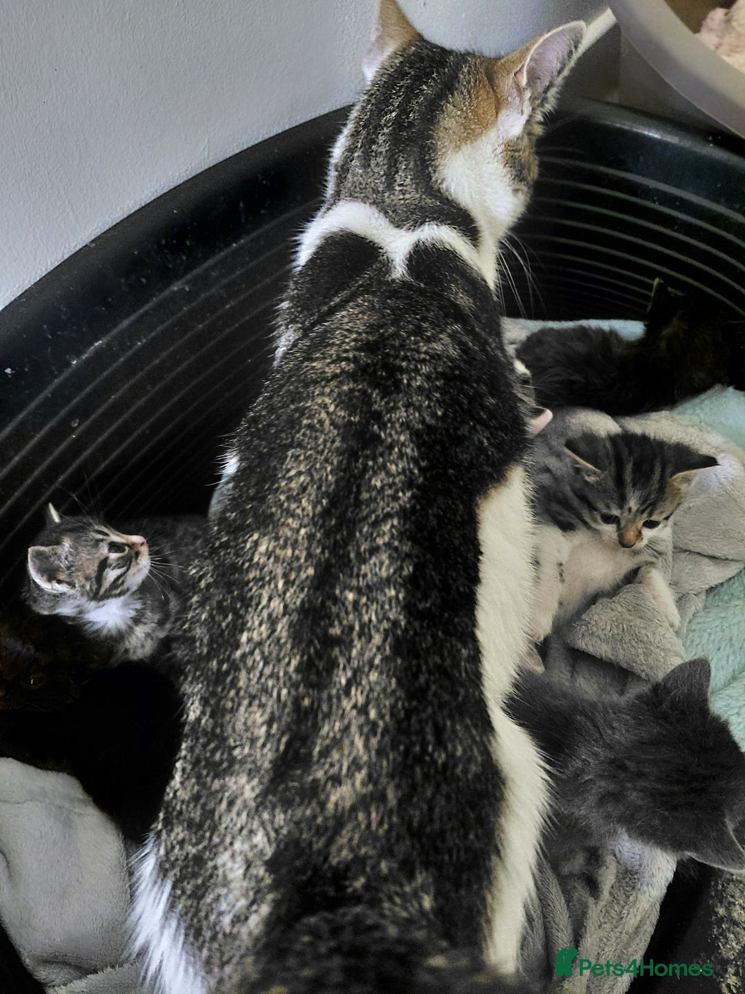 Mixed Breed cats for sale: Beautiful kittens - Image 1
