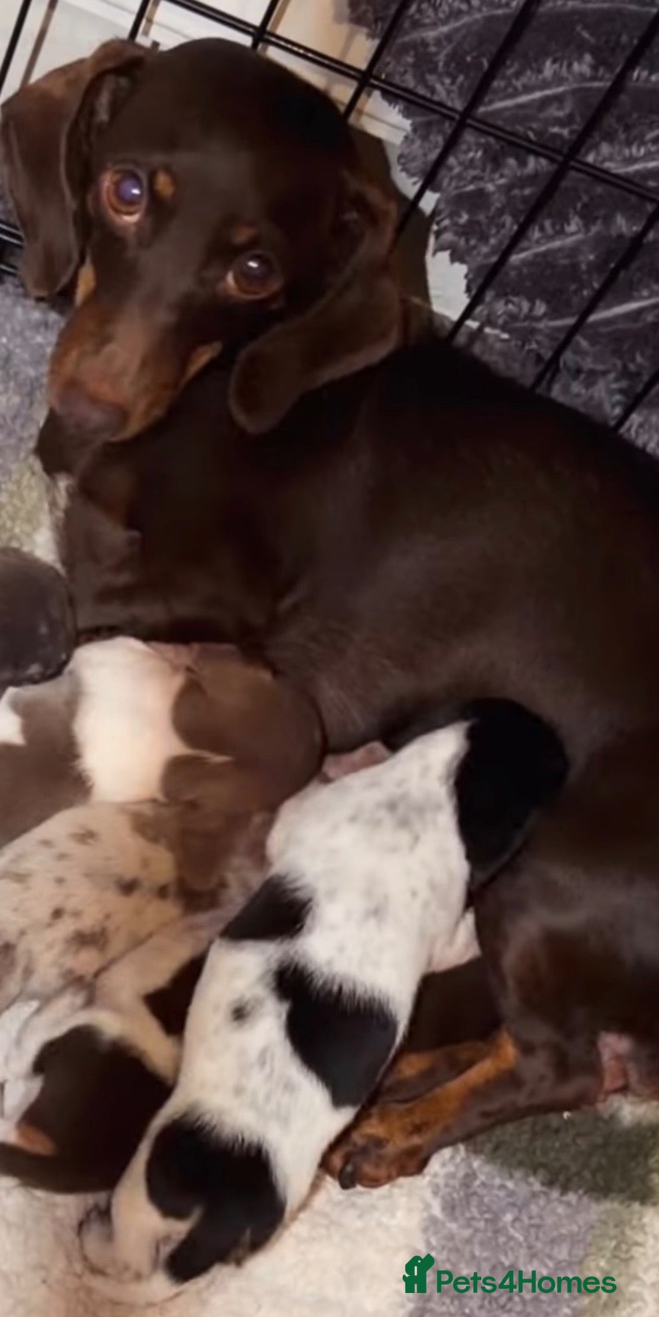 Miniature Dachshund dogs One beautiful little dachshund girl available… - Advert 2