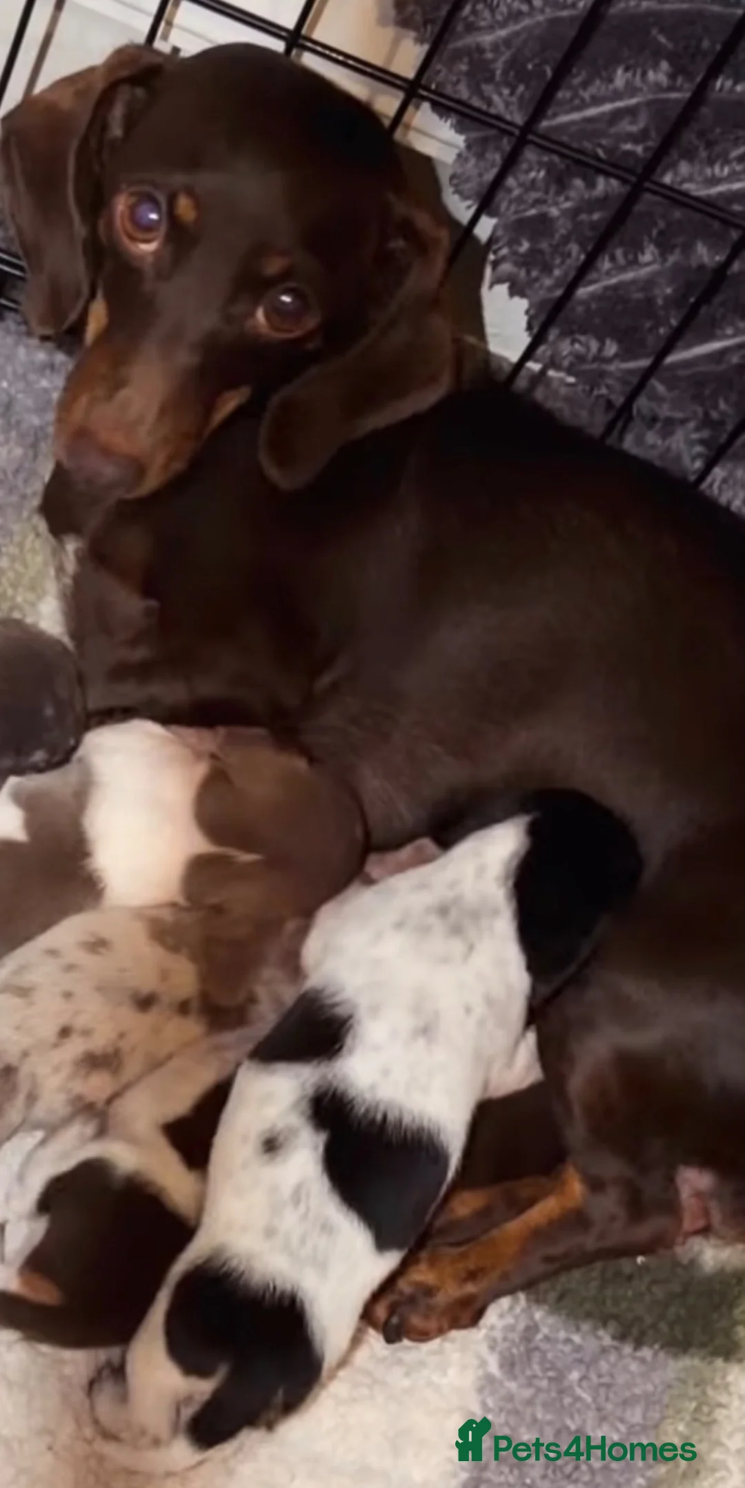 Miniature Dachshund dogs for sale: One beautiful little dachshund girl available… in Stevenston - Advert 1