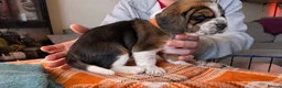 Beagle dogs for sale: 2 Femals Beagles Available  - Advert 5