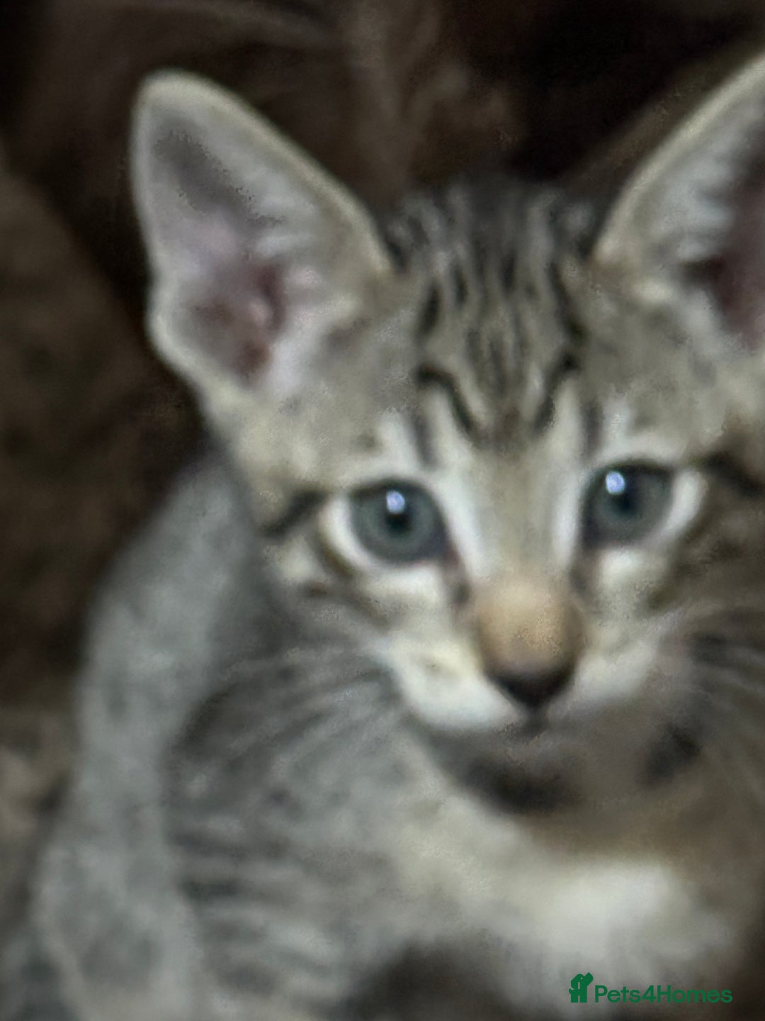 Mixed Breed cats for sale: Sweet kittens for sale  - Advert 2