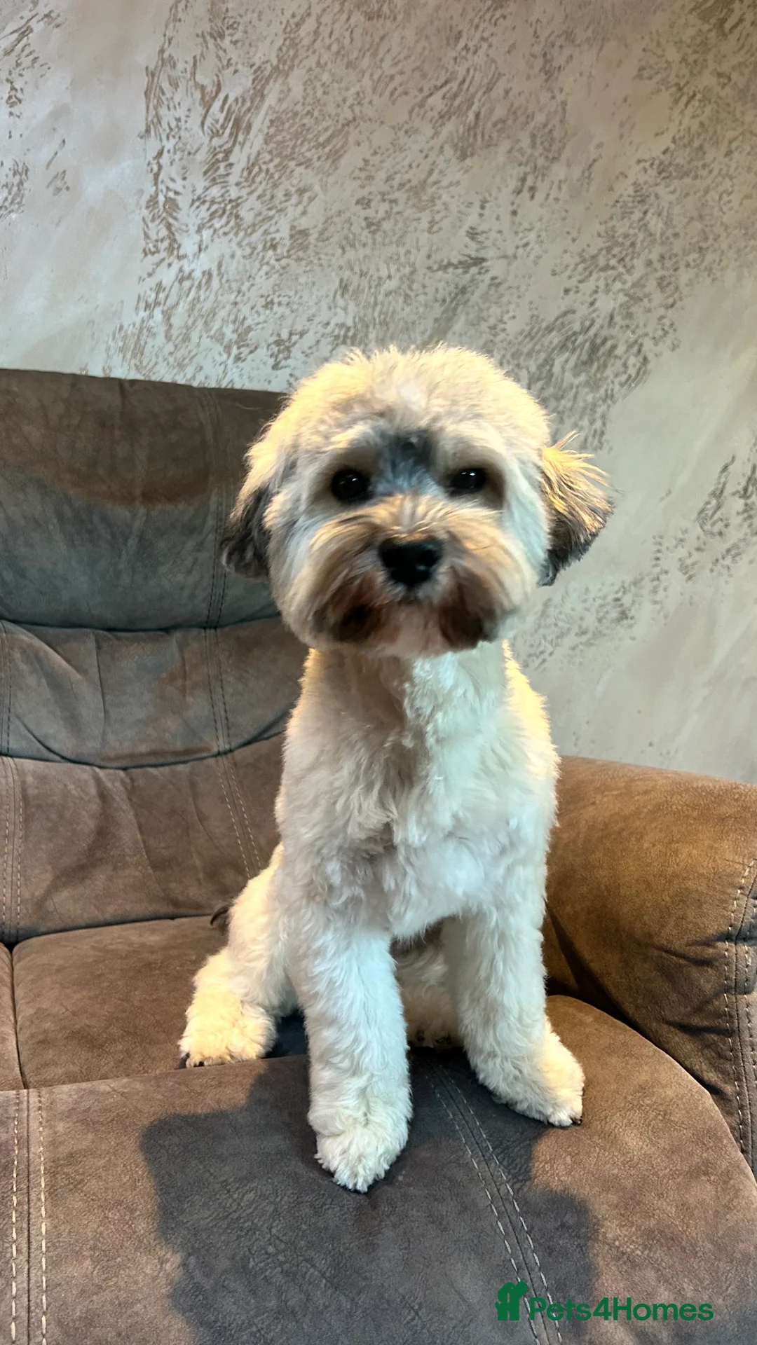 Havanese dogs for stud: Havanese for stud in Feltham - Advert 2