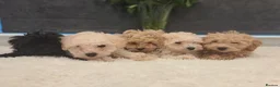 Cavapoo dogs for sale: Vet Checked F1 Cavapoo Puppies  - Advert 2