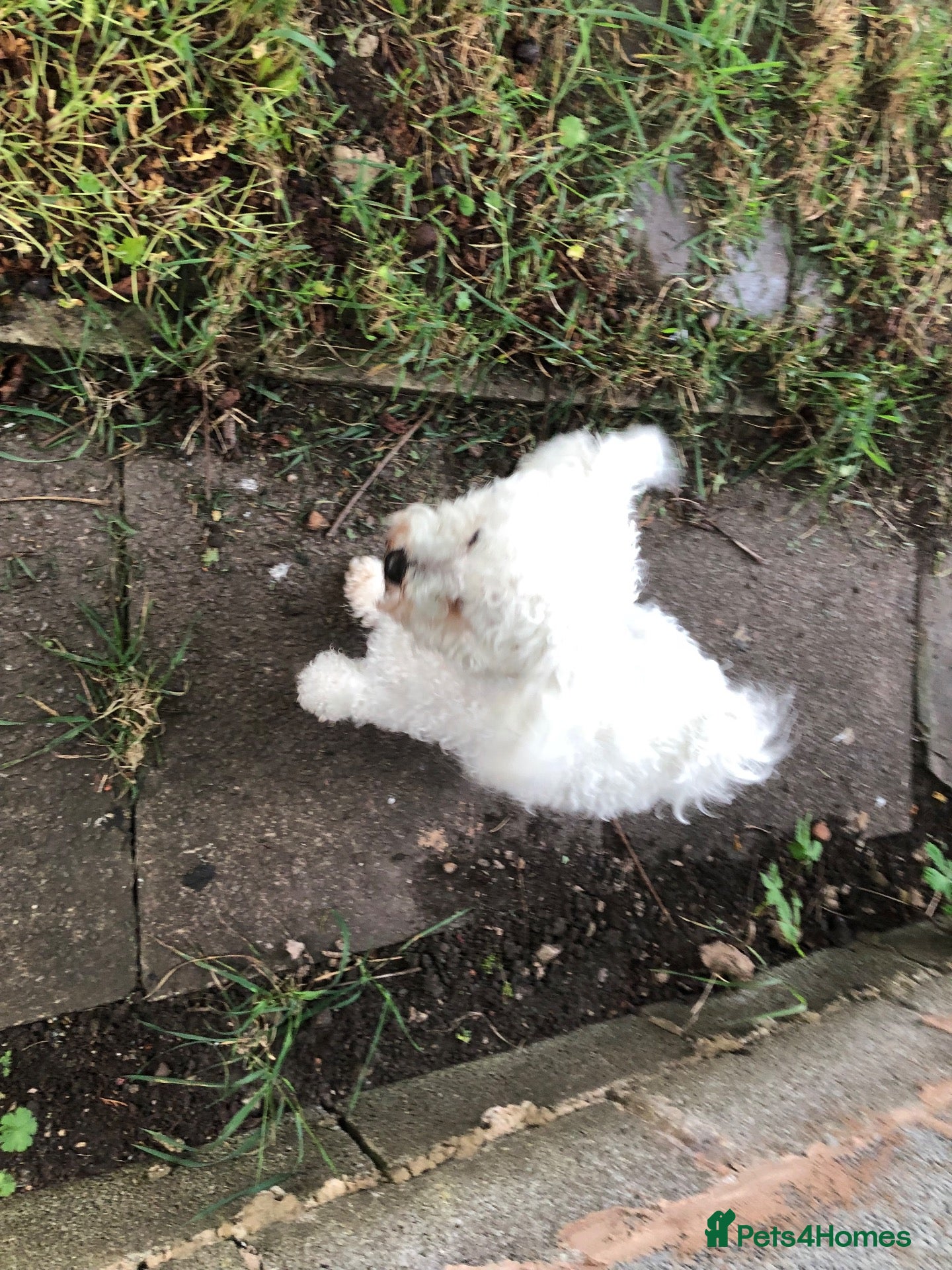 Bichon Frise dogs Bichon frise for adoption  - Advert 1