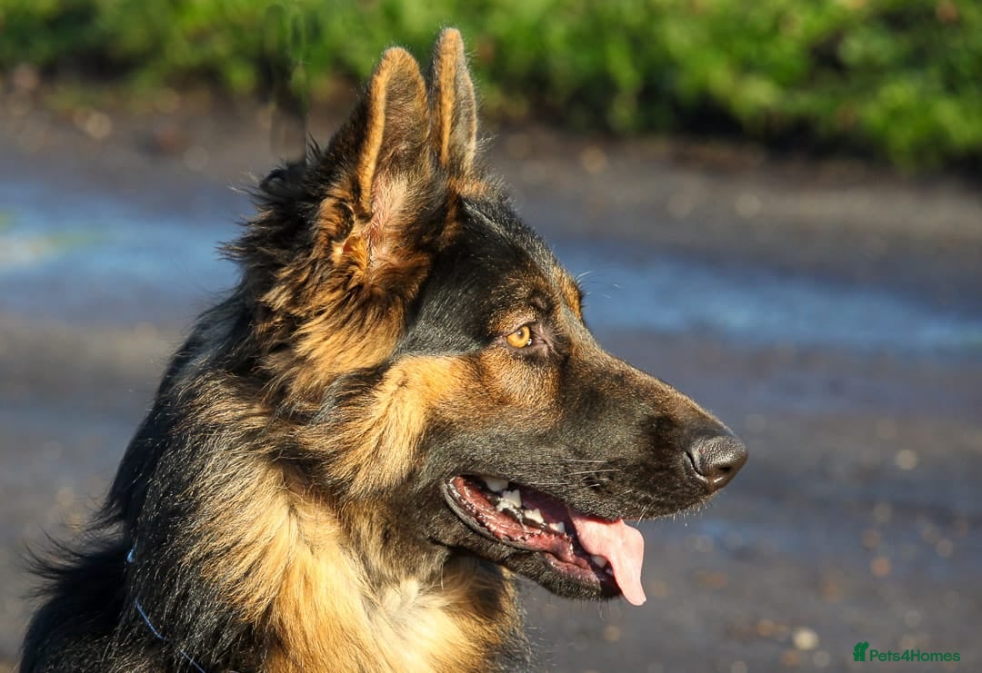 German Shepherd dogs Beautiful 11 month old Dark Sable Boy - Advert 2