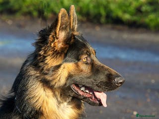 German Shepherd dogs Beautiful 11 month old Dark Sable Boy - Advert 5