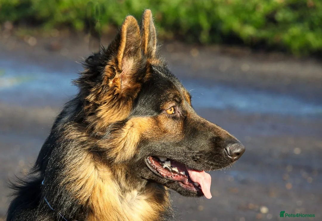 German Shepherd dogs for sale: Beautiful 11 month old Dark Sable Boy - Advert 1