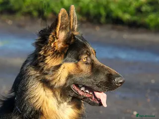 German Shepherd dogs Beautiful 11 month old Dark Sable Boy - Advert 1
