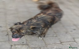 Mixed Breed dogs for adoption: 💖🐶 TWIGGY 🐶💖 - Image 5