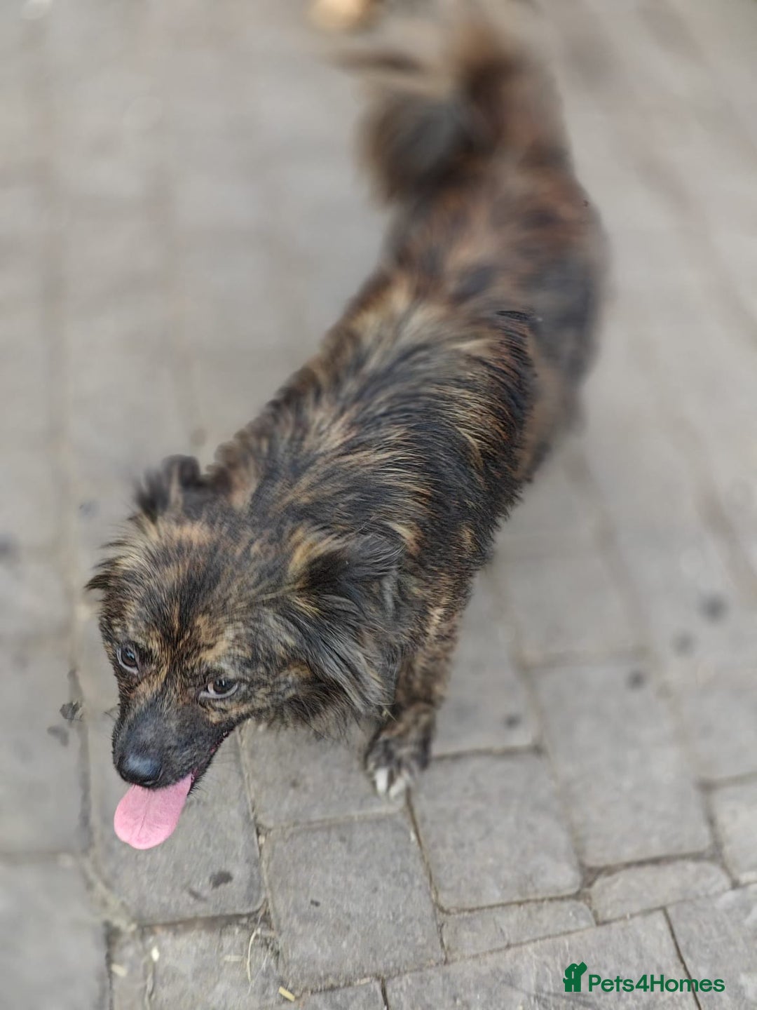 Mixed Breed dogs for adoption: 💖🐶 TWIGGY 🐶💖 - Image 5