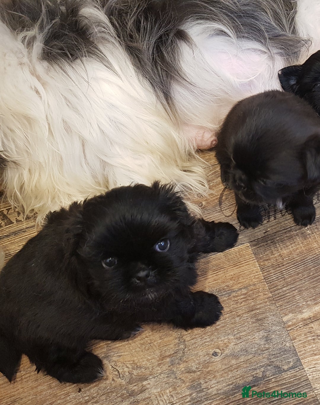 Mixed Breed dogs for sale: Shih Tzu cross Pug puppies - Advert 10