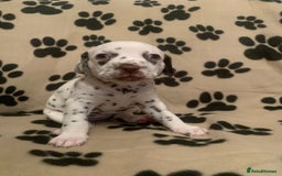 Dalmatian dogs for sale: KC Dalmatian Puppies  - Image 4