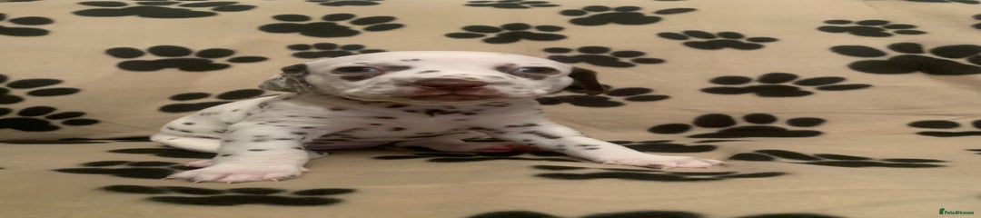 Dalmatian Puppy 3