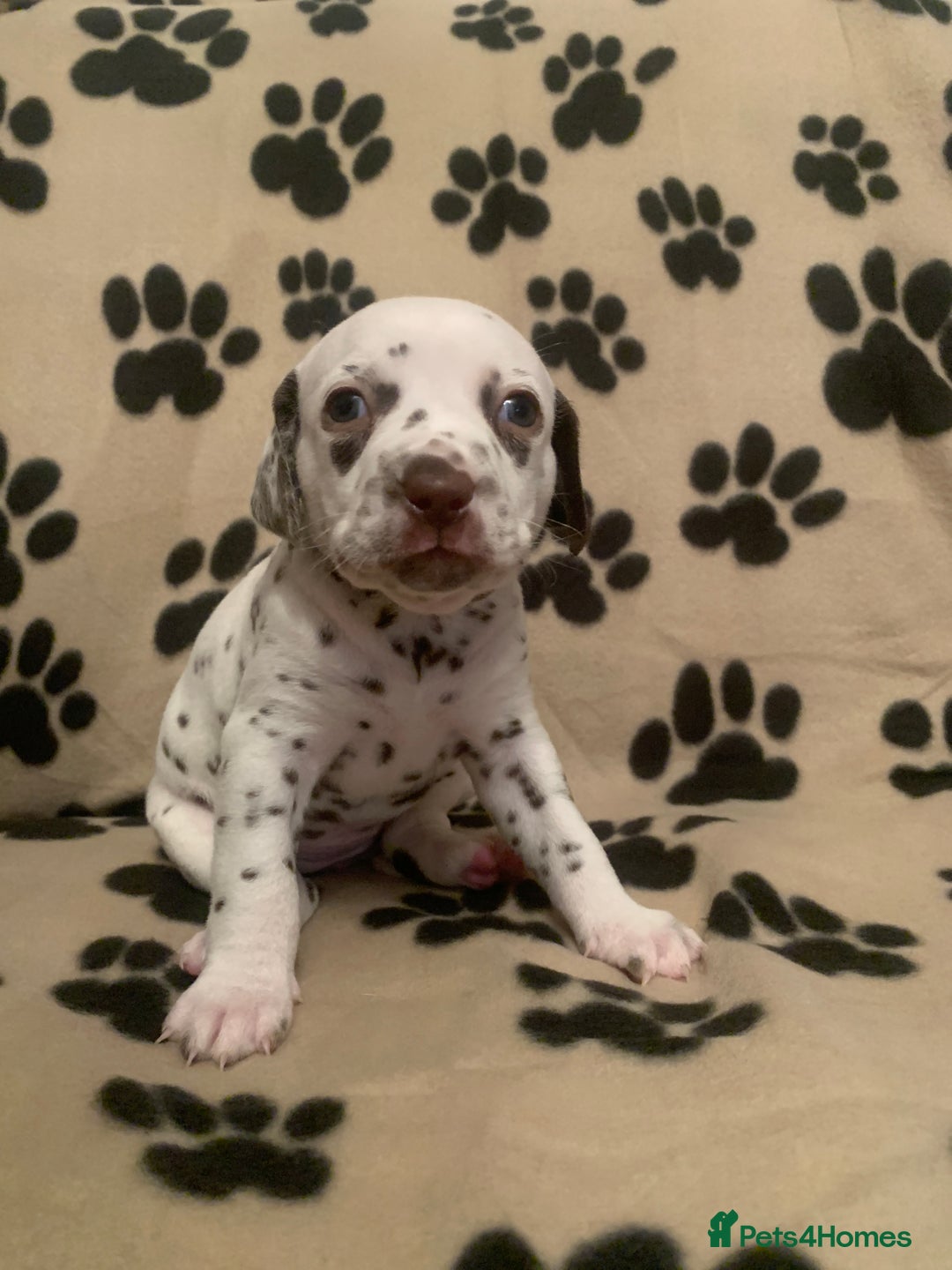Dalmatian dogs for sale: KC Dalmatian Puppies  - Image 4