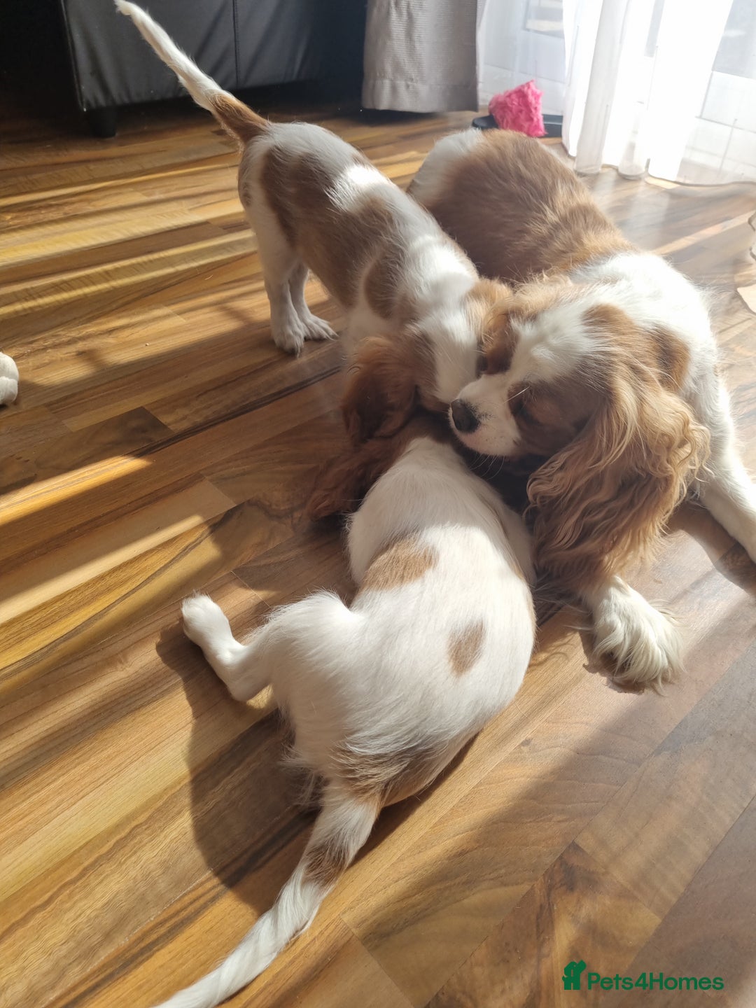 Cavalier King Charles Spaniel dogs for sale: Beautiful Blenheim puppies  - Image 17