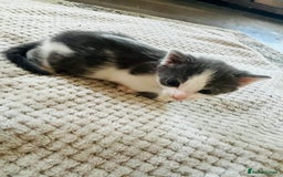 Mixed Breed cats for sale: Gorgeous Grey/White Black/White Kittens - Image 11
