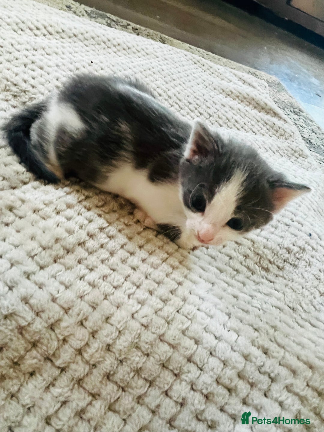 Mixed Breed cats for sale: Gorgeous Grey/White Black/White Kittens - Image 11
