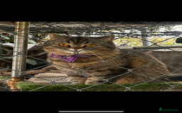 Persian cats for sale: Persian exotic cats - new homes needed - Image 18