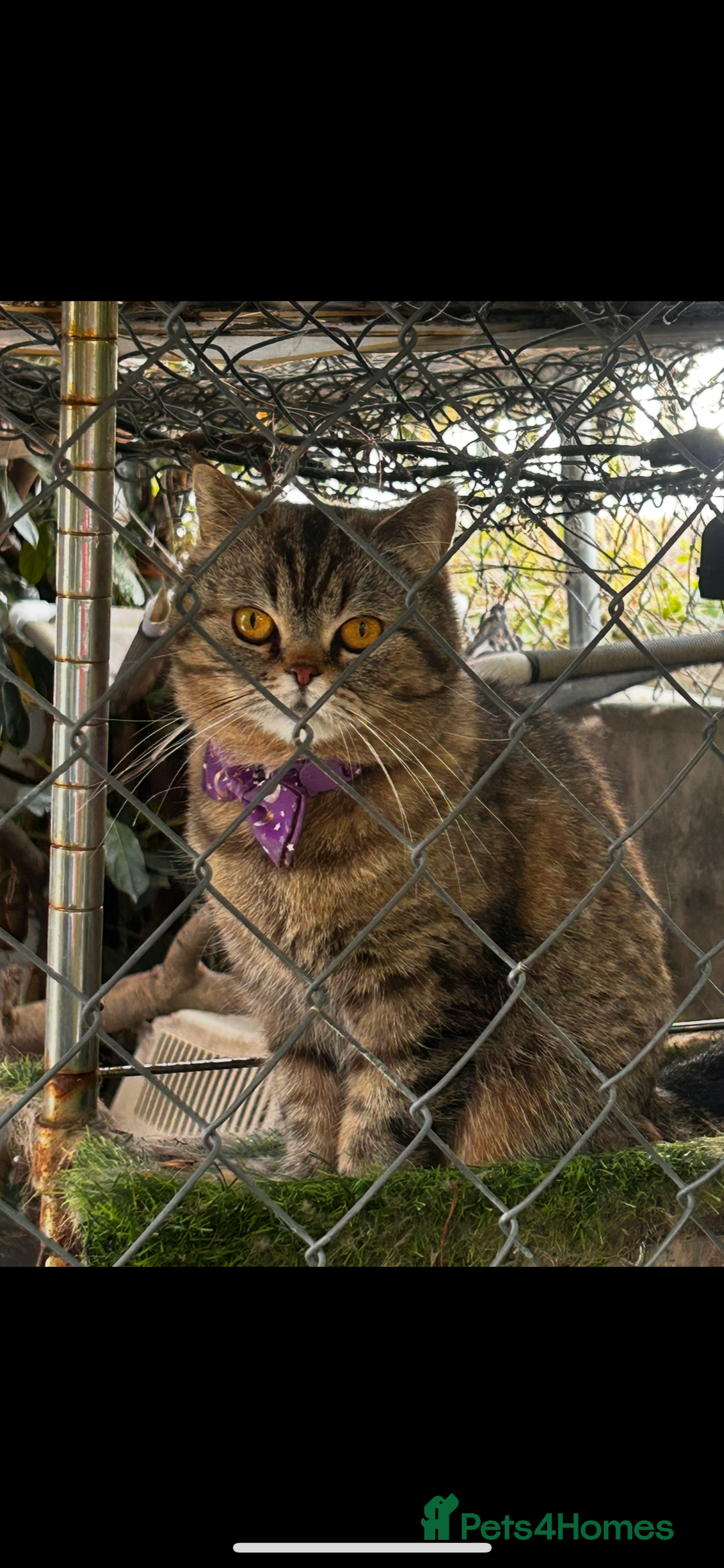 Persian cats for sale: Persian exotic cats - new homes needed - Image 18