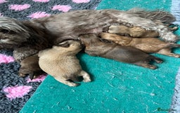 Shih Tzu dogs for sale: Imperial Shih Tzu for sale - Image 22