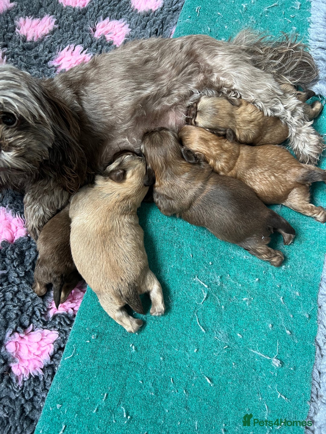 Shih Tzu dogs for sale: Imperial Shih Tzu for sale - Image 22