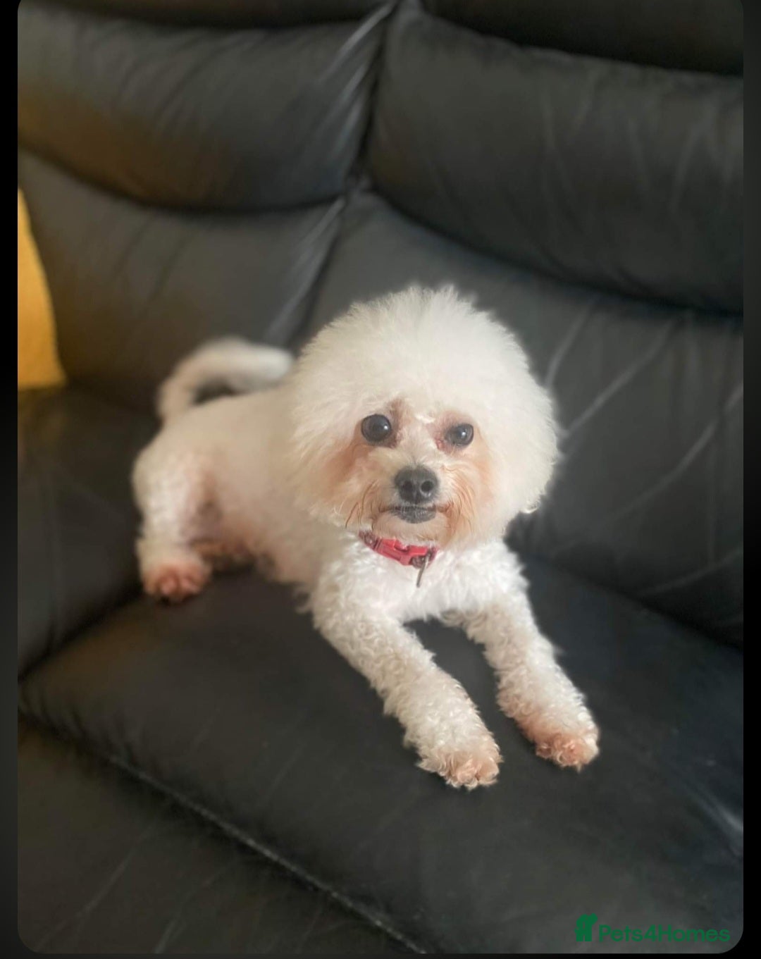 Bichon Frise dogs for sale: Beautiful bishon frise pups for sale - Advert 10
