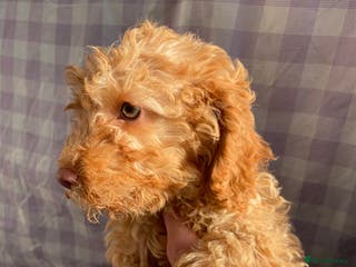 Cockapoo dogs Cockapoo puppies - Advert 12