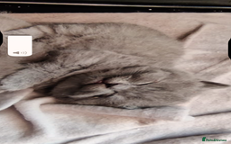 British Shorthair cats for sale: Beautiful fluffy British blue babies ready at  **  - Advert 12