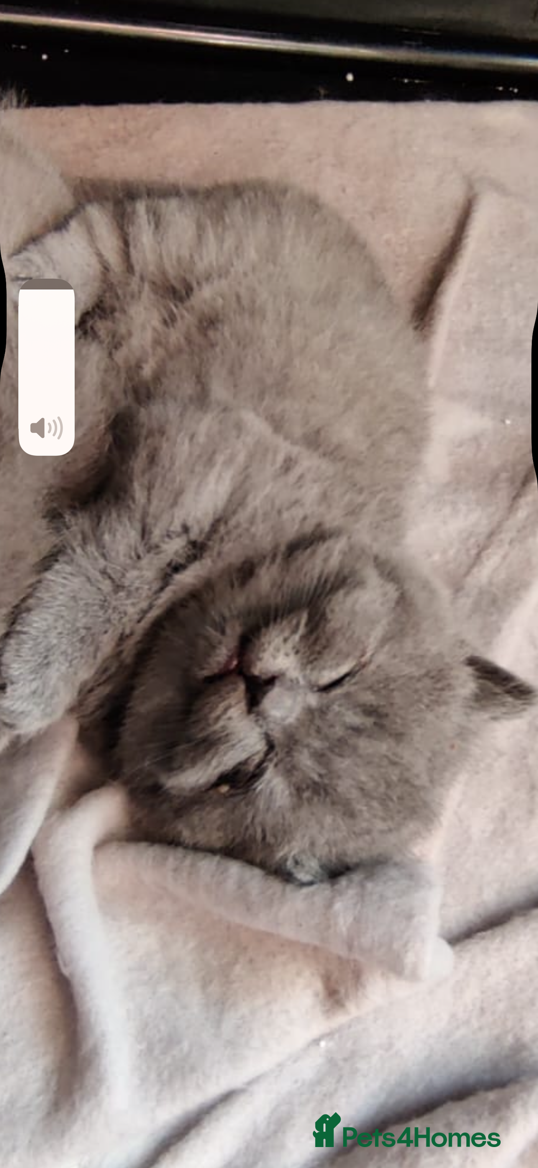 British Shorthair cats for sale: Beautiful fluffy British blue babies ready at  **  - Advert 12