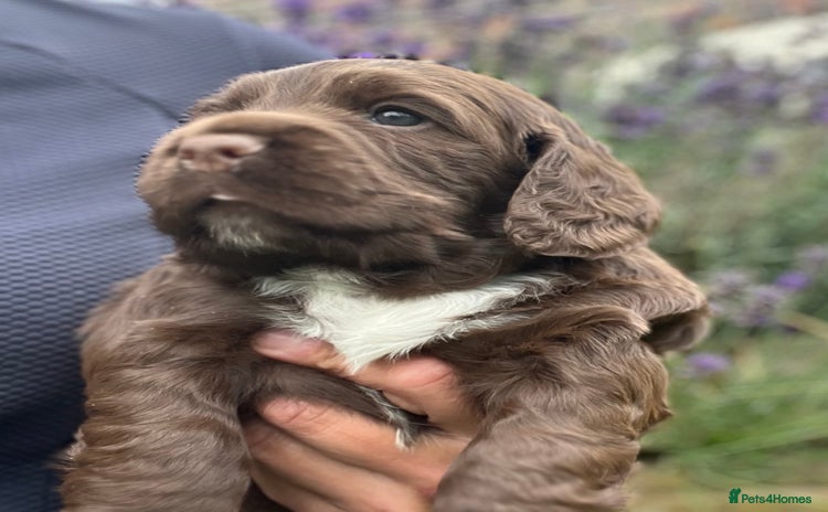 Cocker Spaniel dogs - Advert 2