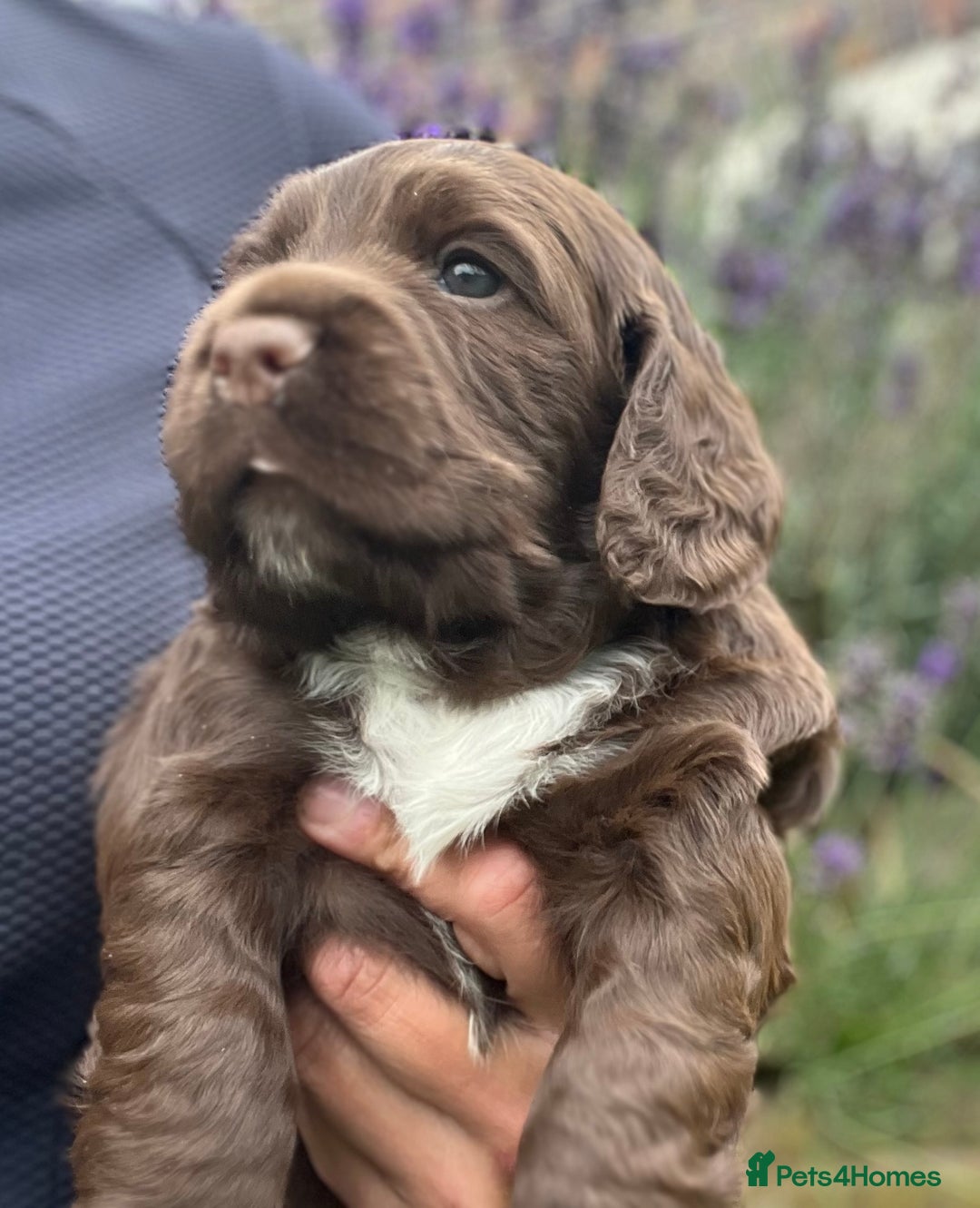 Cocker Spaniel dogs for sale: Gorgeous KC Cocker Boy - Image 1