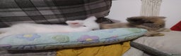 Lionhead rabbits for sale: Pure Breed Fluffy Double Mained LionHead Kits - Advert 3