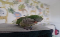 Parakeets birds for sale: Male Hand Tamed Quaker Parrot   - Image 4
