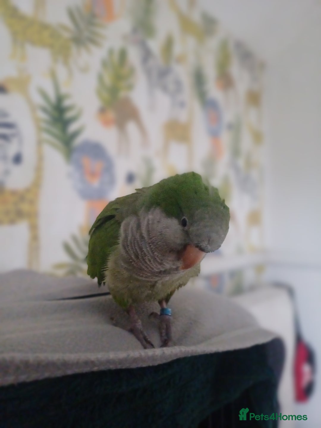 Parakeets birds for sale: Male Hand Tamed Quaker Parrot   - Image 4