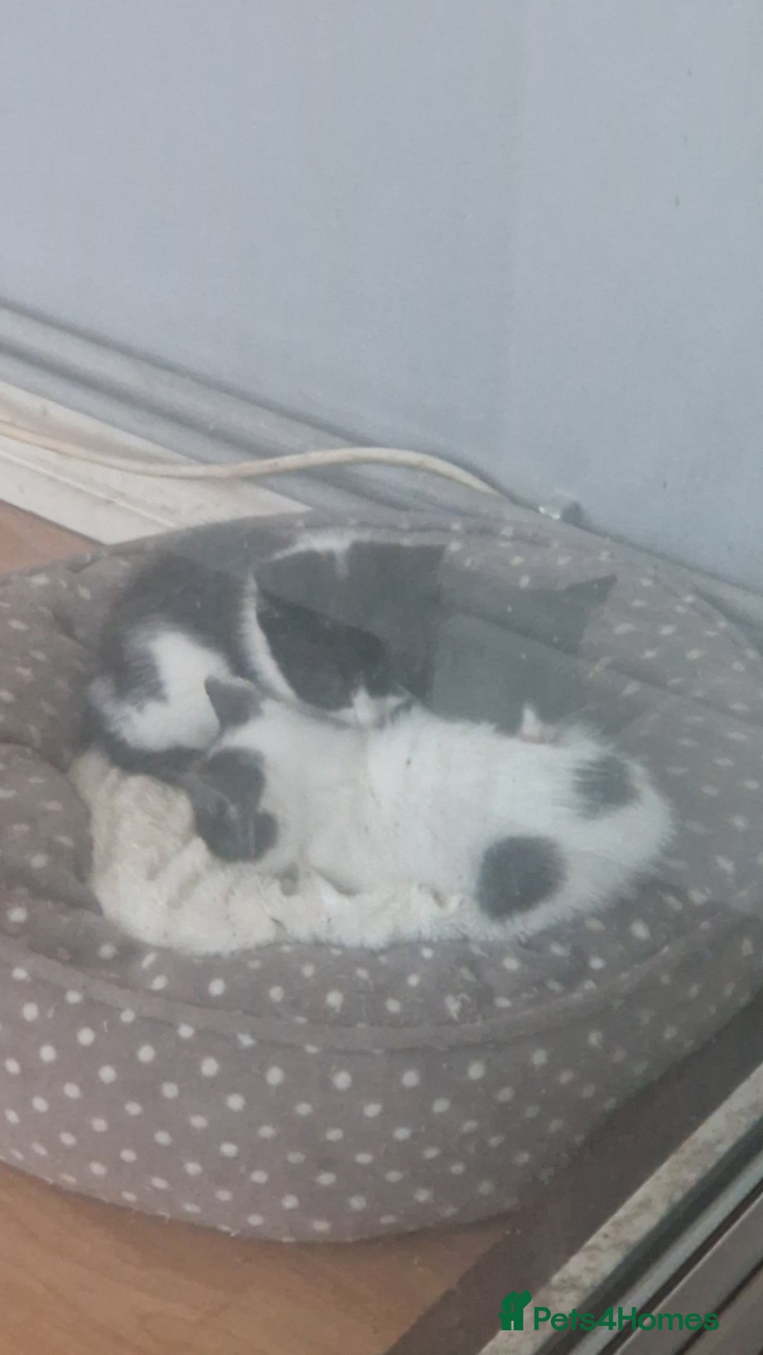 Mixed Breed cats for sale: Kittens ×5 - Image 6