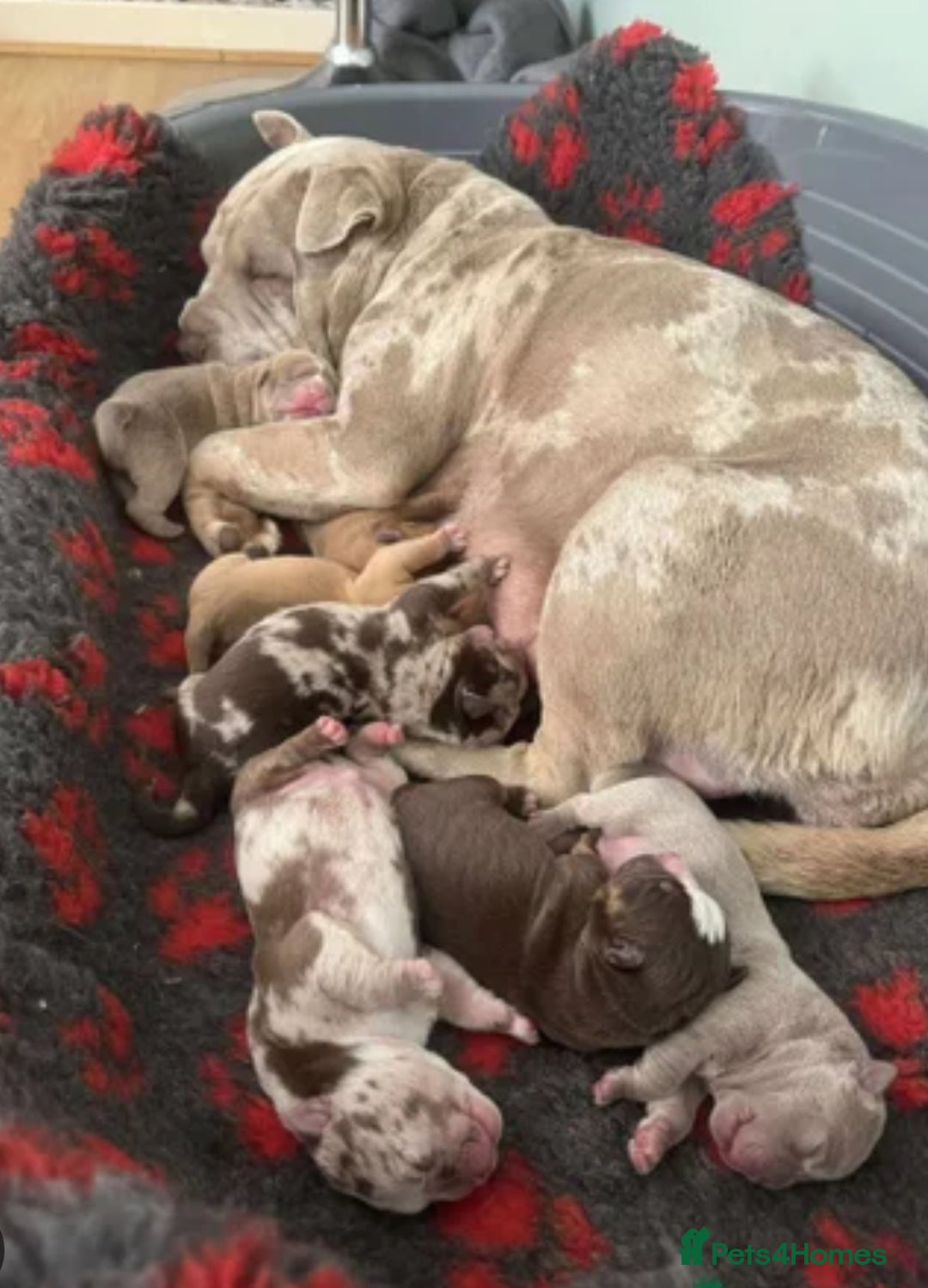 Mixed Breed dogs for sale: Olde Tyme Bulldog x American Staffordshire Pups - Image 1