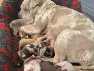 Mixed Breed dogs - Advert 4
