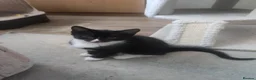 Mixed Breed cats for sale: Kitten in Coventry - Advert 4