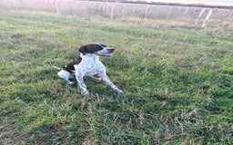 Pointer dogs for sale: Puppies due 20/12 - Advert 3