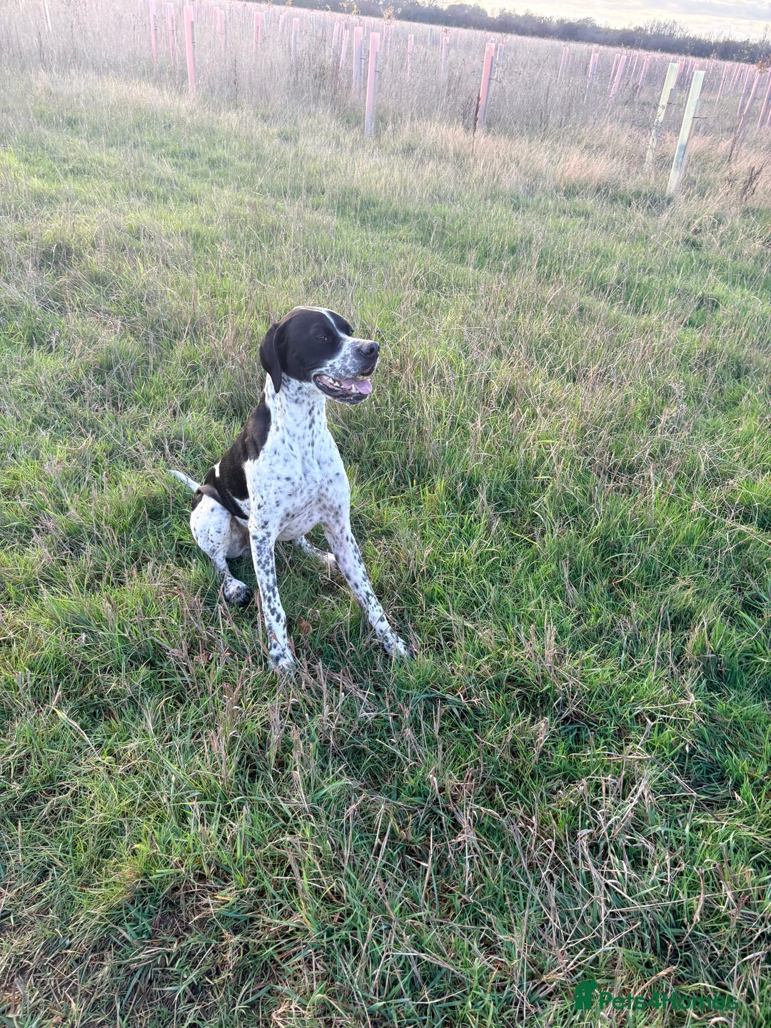 Pointer dogs for sale: Puppies due 20/12 - Advert 3