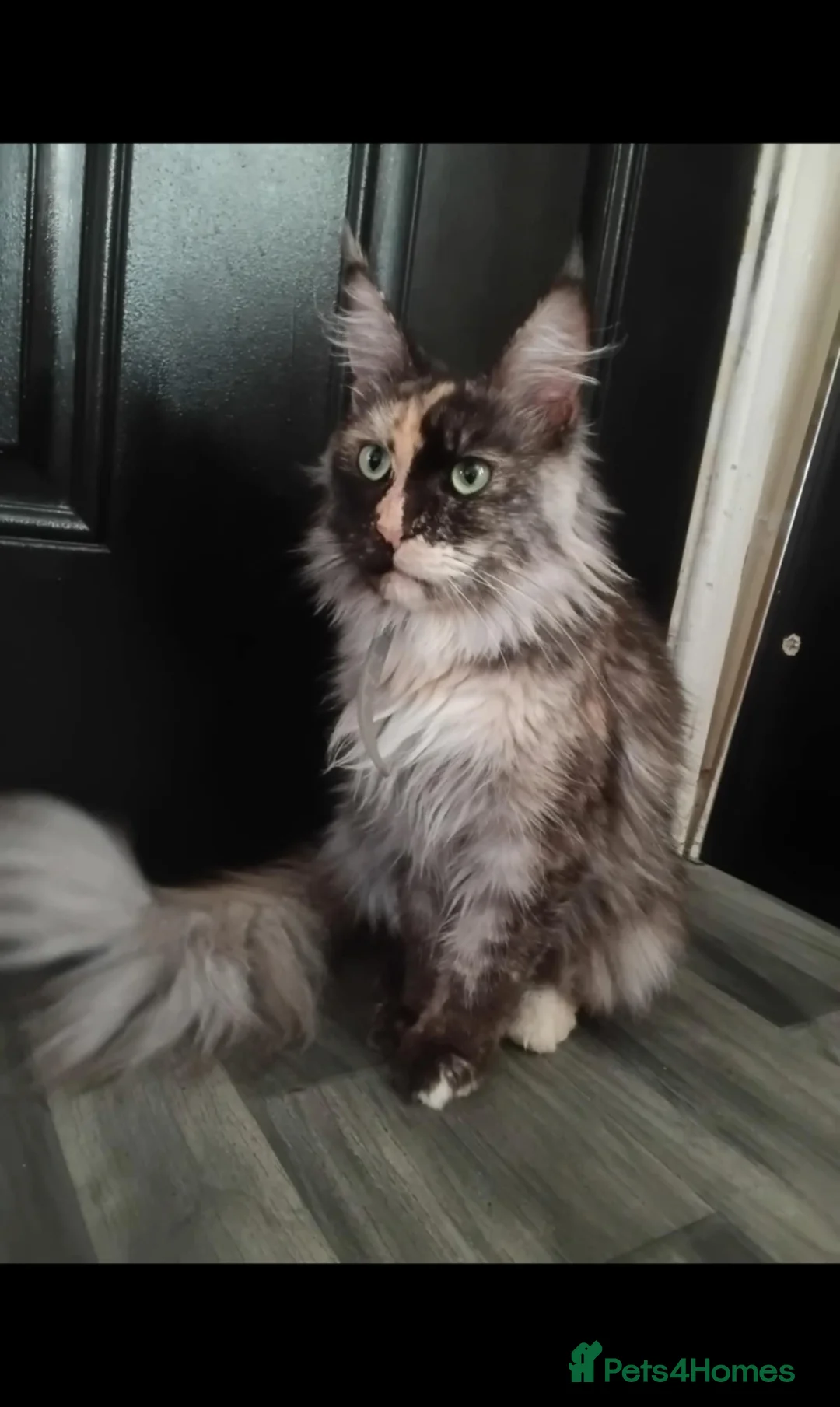 Maine Coon cats for sale: Last One Available! Male mainecoon 🩵 - Advert 7