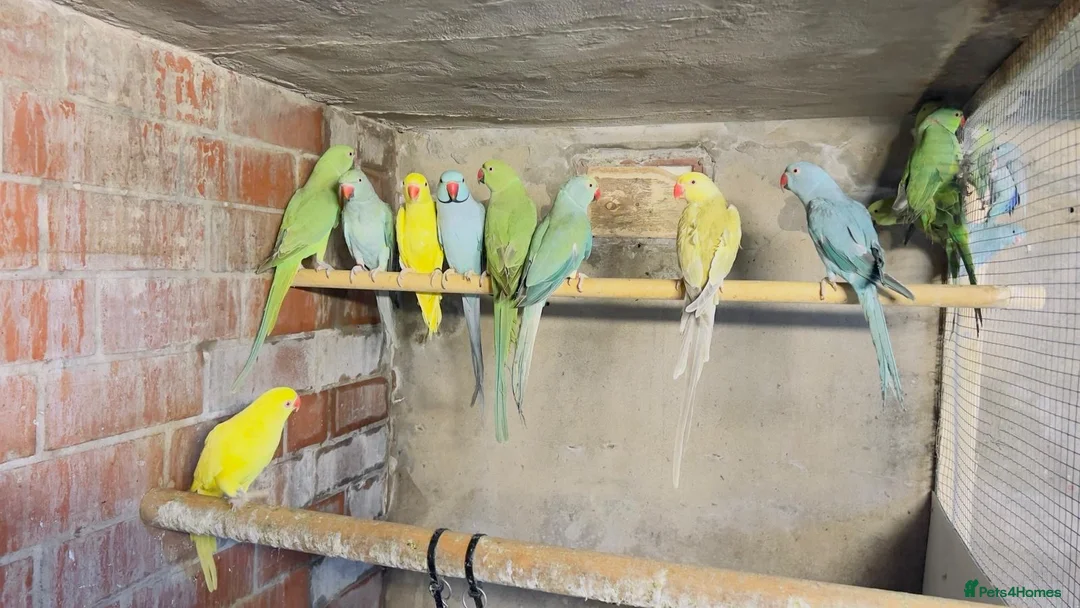 Mixed Breed birds for sale: Different types of birds *read description*  - Advert 1