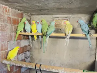 Mixed Breed birds Different types of birds *read description* - Advert 1