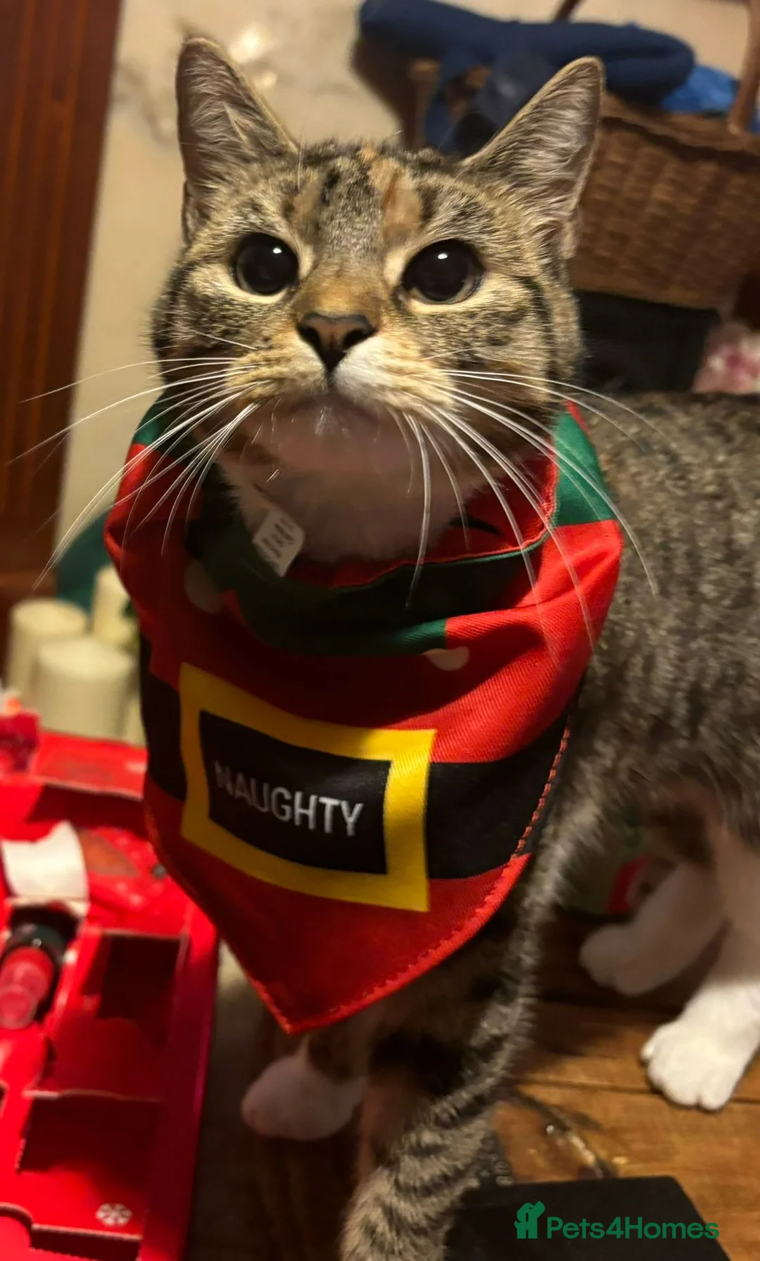 Mixed Breed cats for sale: 2 adorable kittens - Advert 1