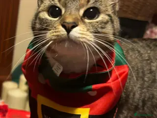 Mixed Breed cats 2 adorable kittens - Advert 3